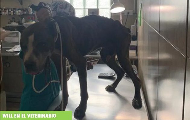 Se espera que el  órgano sexual de Will vuelva a su lugar, una vez reciba los cuidados necesarios. Foto: Juliette Chang