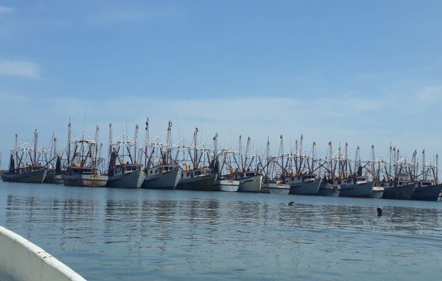 En la provincia de Panamá Oeste, unas mil embarcaciones artesanales están listas para zarpar. Tan solo en Puerto Caimito, distrito de La Chorrera, unas 300 pangas se harán a la mar. Foto. Eric Montenegro