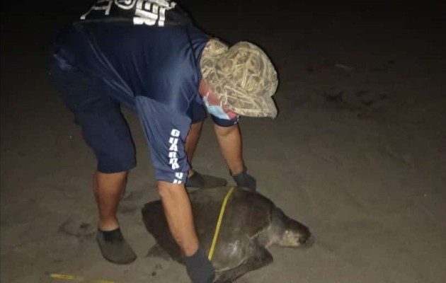 Algunas tortugas que se han sido marcadas regresaron a la zona, a pesar de que estas especies marinas son altamente migratorias, ya que recorren los mares de varios países. Foto. Thays Domínguez