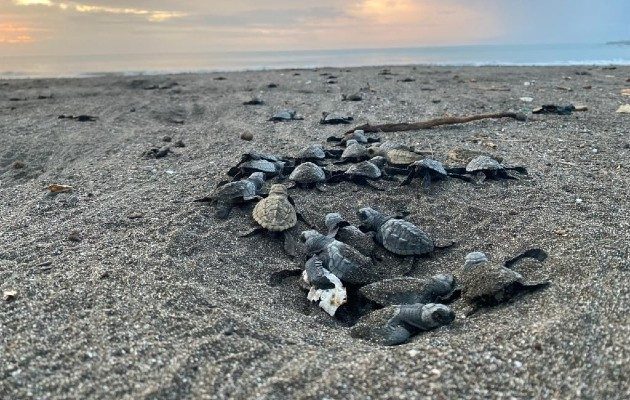 En la provincia de Los Santos, se trabaja en la conservación de esta especie que aporta al equilibrio ecológico y biológico de los ecosistemas de esta zona.