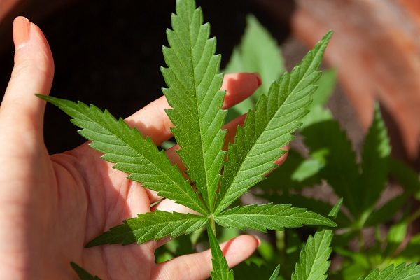 Panamá se convirtió en el primer país centroamericano en aprobar el uso del cannabis para fines medicinales y terapéuticos.