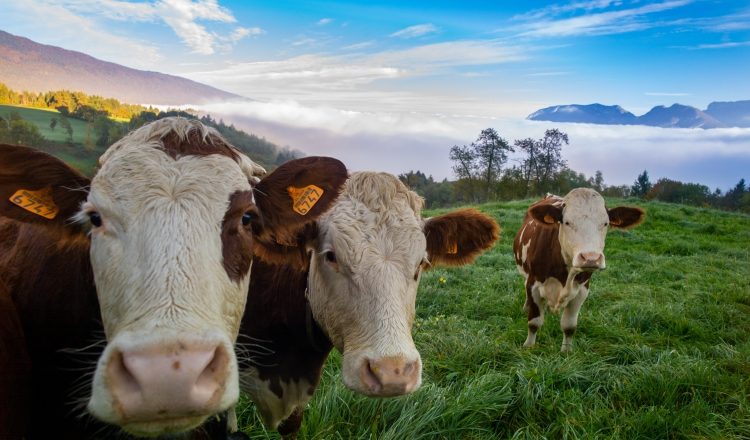 Se prevé sustituir la carne por 'proteína bacteriana'. Foto: Ilustrativa / Freepik