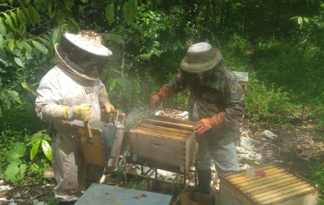 Este estudio científico busca detectar enfermedades que atacan a las abejas, como varroosis, acariosis y nosemosis, en el centro de cría y producción en Colón. Foto. Ilustrativa