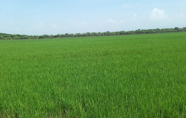 La provincia que más siembra y la primera que inicia es Chiriquí. Foto: Mida