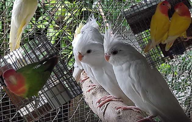 Los animales se encuentran en buen estado de salud. Foto: MiAmbiente