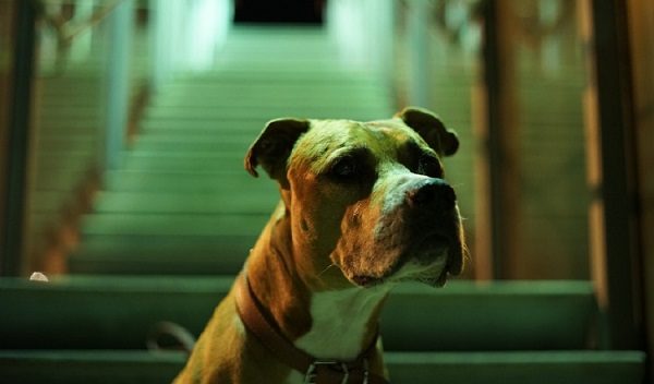 La raza no determina el comportamiento del perro. Foto: Ilustrativa / Pexels