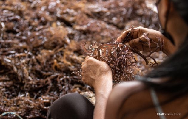 Las mujeres indígenas aprendieron a desmenuzar las algas y a extraer el agar. Foto:  FAO/Vanessa Olarte