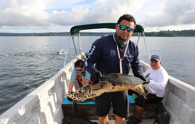 Las jornadas de monitoreo se realizan dos veces año. Foto: MiAmbiente
