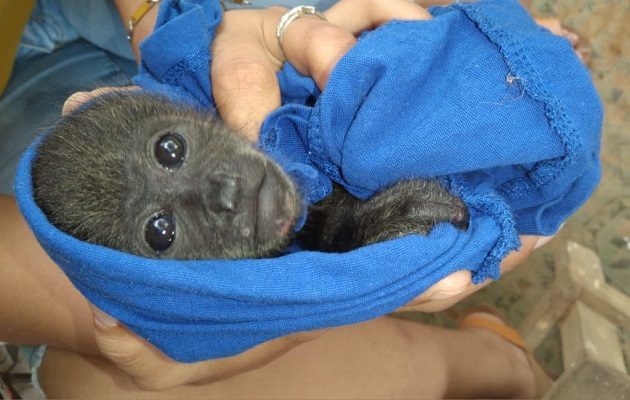 La pequeña Melikki al momento de su rescate. Foto: Cortesía