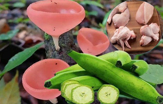 La dieta ha pasado de hongos silvestres, en algunas zonas, a productos comerciales. Foto: Cortesía