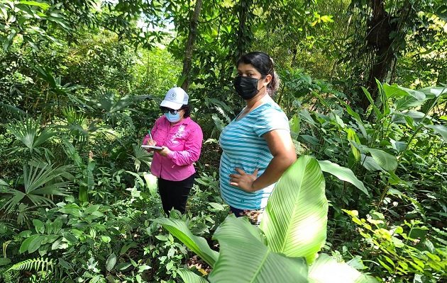 MiAmbiente realiza operativos forestales en diferentes puntos del país. Foto: MiAmbiente