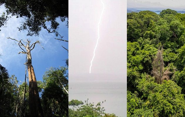 Los rayos son una importante fuerza selectiva con implicaciones para la ecología. Foto: Smithsonian