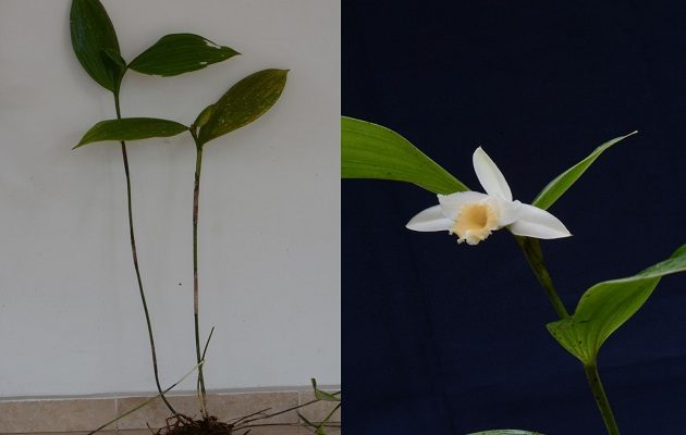 El tallo de la rinconiana mide más de un metro de altura. Foto: Cortesía/Zuleika Serracín