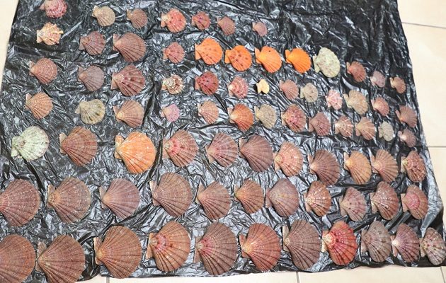 Al momento de pasar por el escáner especializado en carga, los agentes de aduanas se percatan del hallazgo.