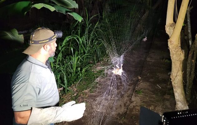 Los murciélagos hematófagos  se alimentan de sangre. Foto: Mida