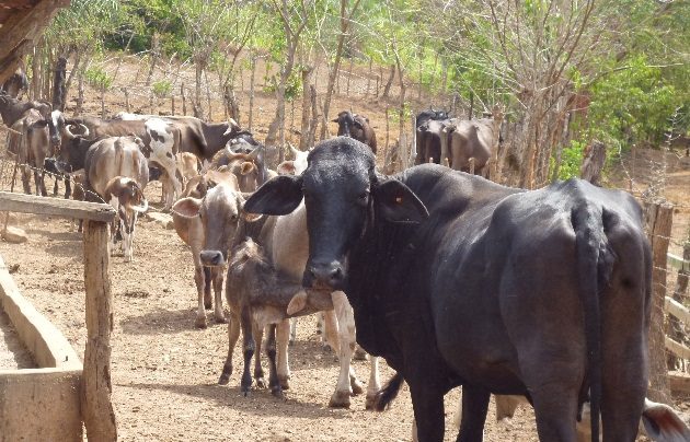 En otras ocasiones, los murciélagos hematófagos también han atacado a las personas y a otros animales domésticos, como gallinas, perros, caballos, a los que les han causado la muerte. Foto. Melquíades Vásquez