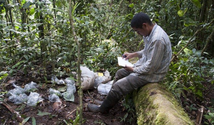 Abel Batista ha liderado los descubrimientos de la Atelopus fronterizo, Pristimantis gretathunbergae y Bolitoglossa cathyledecae.