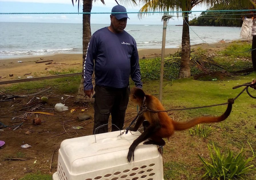 Esta especie de mono araña negro se encuentra actualmente en peligro crítico. Foto: Diomedes Sánchez  
