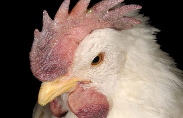 Esta enfermedad ocasiona que la cresta y barbillas de las aves se tornen moradas. Foto: Cornell University