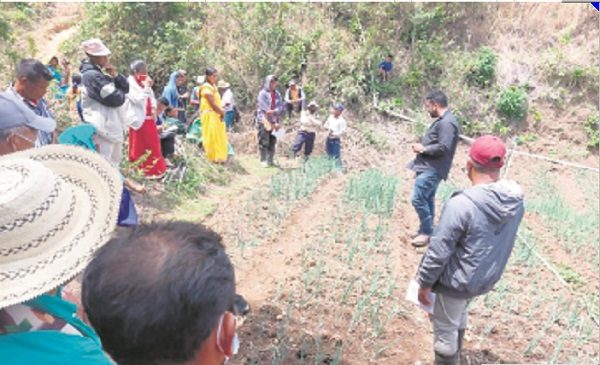 El suelo de la comarca Ngäbe Buglé no es apto para la agricultura, pero con las técnicas correctas se pueden obtener cultivos. Foto: Cortesía