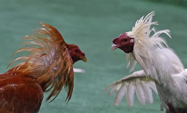 Combate de gallos de pelea, en Bogotá (Colombia). EFE