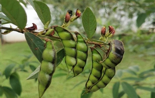Cuando cuando el hongo ataca las vainas se aprecian manchas irregulares. Foto: Mida
