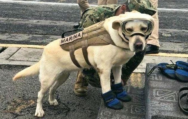 Frida fue un ícono de esperanza durante los terremotos. Foto: Cortesía