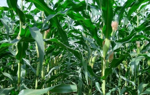 De un total de 20,538 Ha programadas de maíz mecanizado se tiene un avance de siembra de 18,010 hectáreas. Foto:  Mida