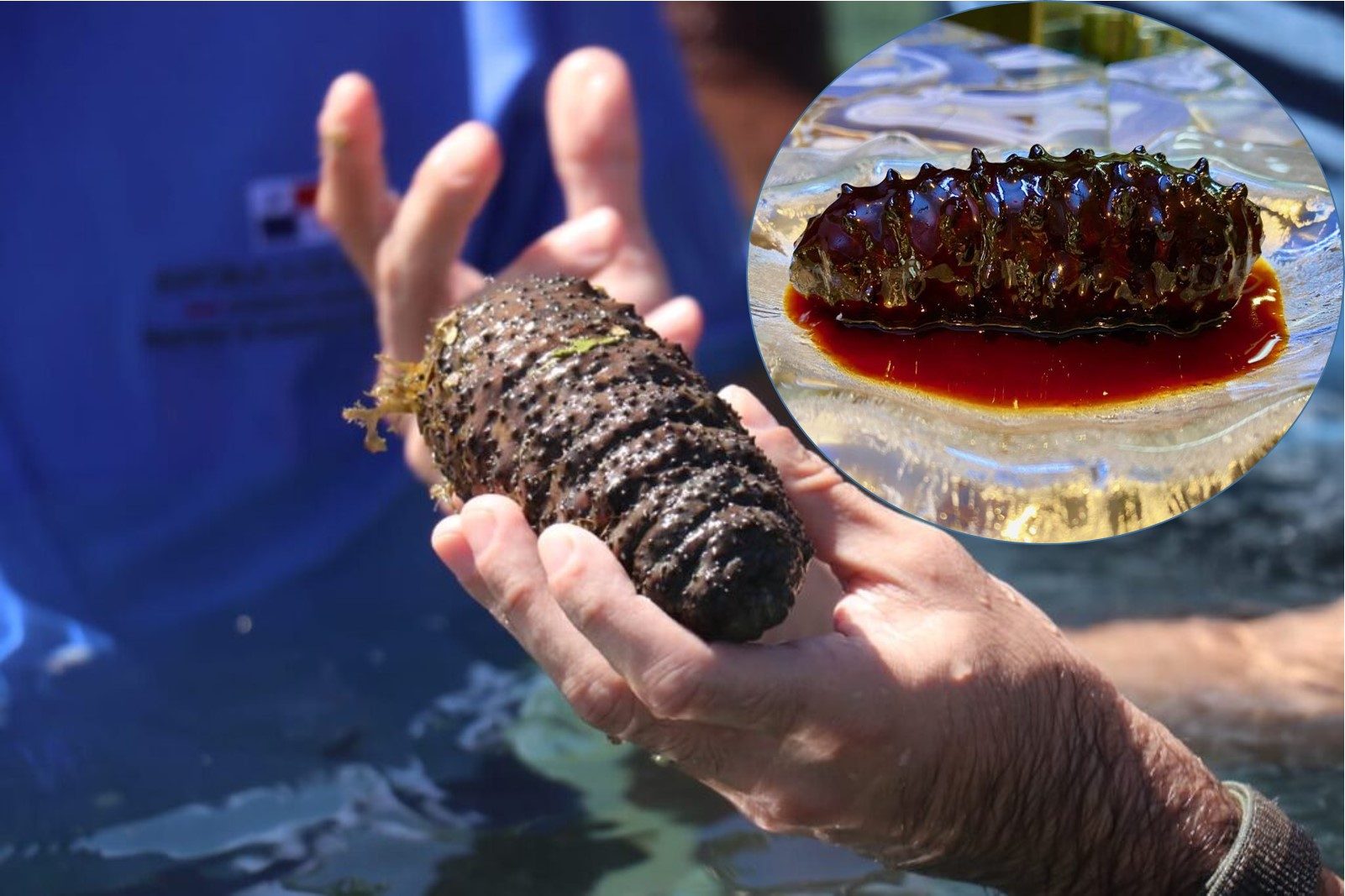 Pepino de mar cosechado en Panamá esta semana y vista de un platillo preparado con este producto. 