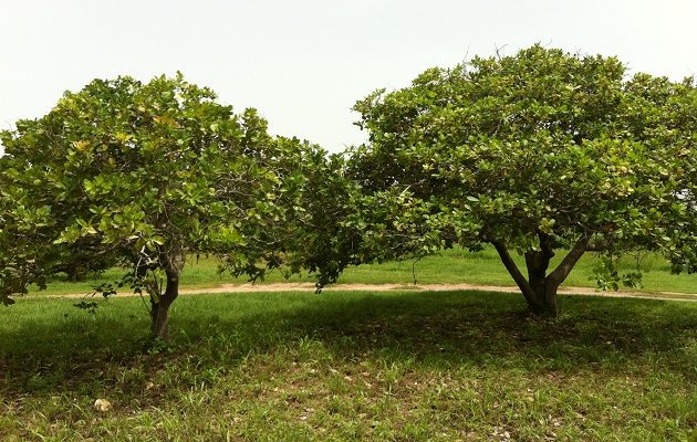 Los árboles requieren poda para que su copa densa  no frene la entrada de los rayos solares. Foto: Cortesía Melvin Jaén