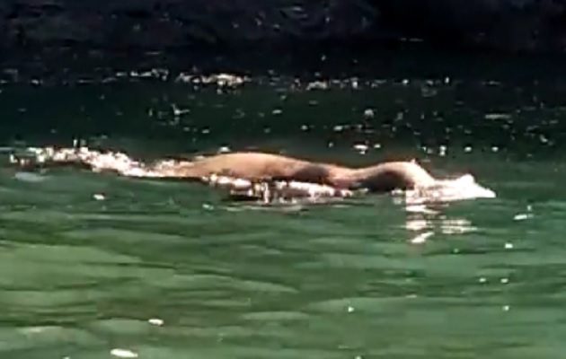 “Estos lobos marinos no son de esta área, son de otras latitudes del mundo, entre ellas, Islas Galápagos”, explicó, Carlos Saldaña, jefe del PNMGCh. Foto. MiAmbiente