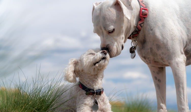 Los perros tiende a olerse la parte trasera para conocerse, también hasta para marcar territorio. Pixabay