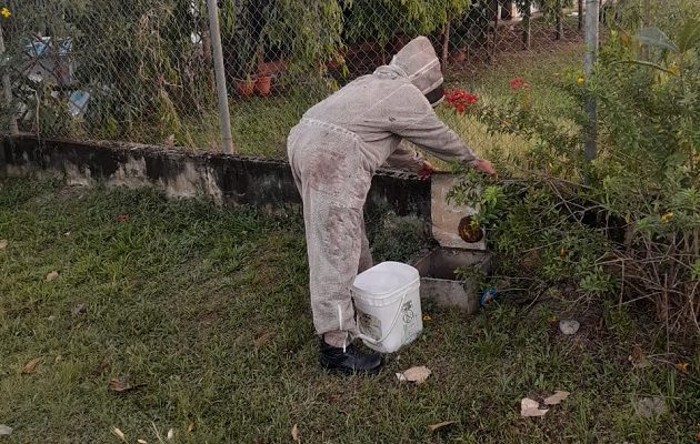 Las abejas atacan cuando detectan una amenaza hacia la reina madre. Foto: Bomberos
