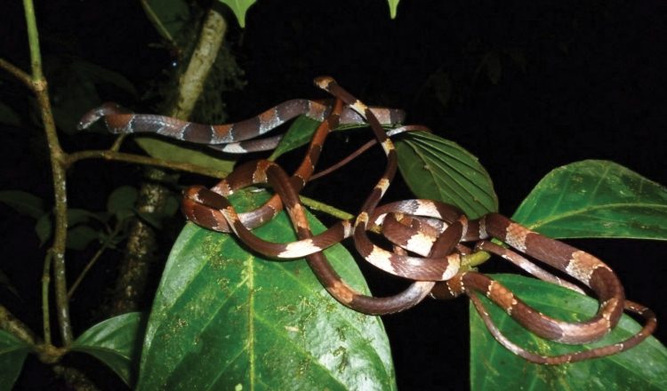 Los investigadores observaron una noche, a cuatro diferentes Dipsas aparatiritos o caracoleras escondidas  entrelazadas en una sola rama.
