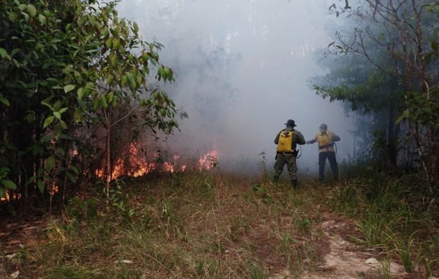 Desde enero, los Bomberos de Panamá han respondido a 2,890 llamadas por incendio de masa vegetal. Foto: Cortesía