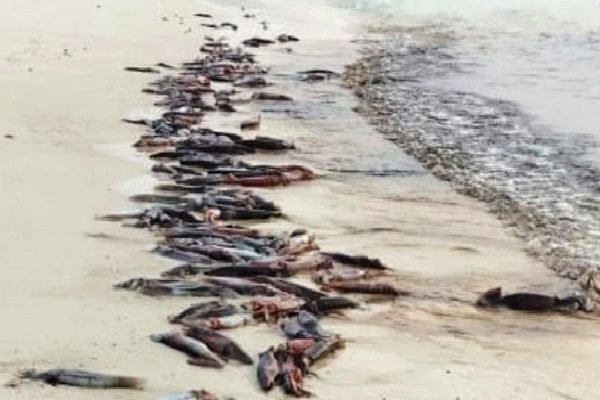 Miles de calamares llegaron hasta la isla, un refugio de vida natural, y fueron aprovechados por moradores cercanos y pescadores, quienes agradecieron tener esta oportunidad en medio de la Semana Santa. Foto. Cortesía MiAmbiente