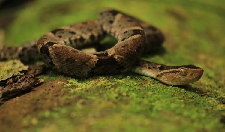 Las víboras X cumplen una importante función en los ecosistemas como controladoras de especies que se consideran plagas. 