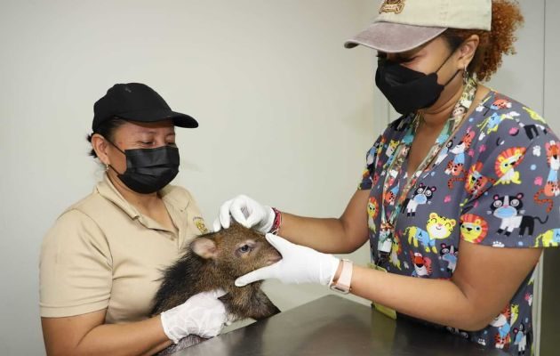 El bienestar físico y mental de un animal silvestre depende de un cuidador con experiencia. Foto: Cortesía Alcaldía de Panamá