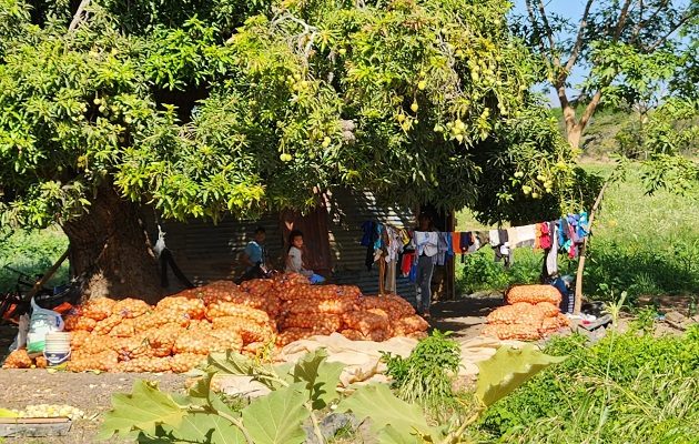 El camino de Santiago de Natá promueve el agroturismo. Foto: Cortesía