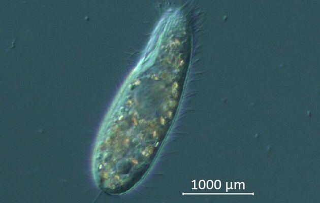 El organismo unicelular Philaster apodigitiformis estaría acabando con los  erizos Diadema. Foto: EFE