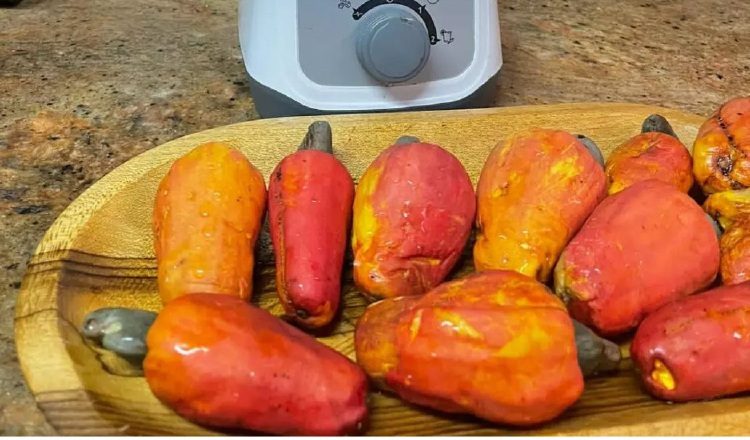 El problema sanitario ha demostrado que esta especie  requiere manejo a diferencia de lo que se pensaba antes. Cortesía