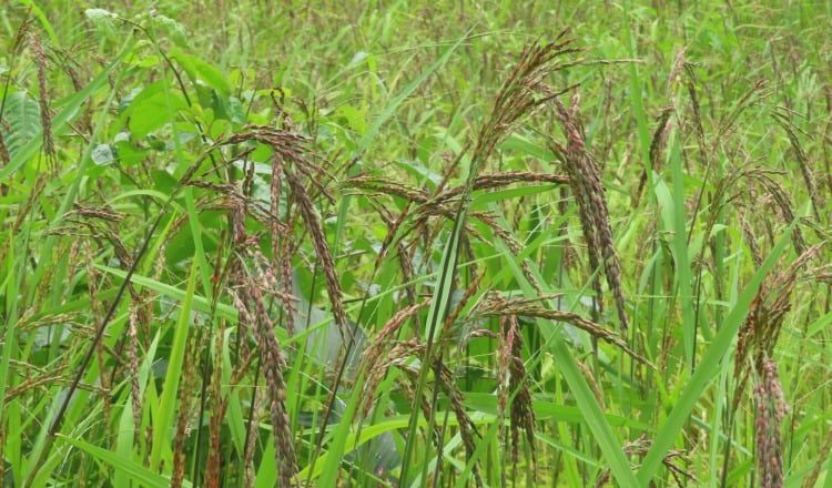 Espigas de arroz uvo cuyo grano  es de color púrpura y forma parte importante de la dieta de los poblados campesinos. Manuel Jiménez