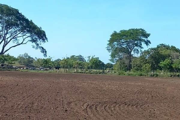 La siembra de arroz del mes de mayo es la producción que deberá cosecharse en el mes de agosto. Foto. Jisé Vásquez