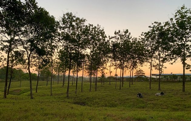 Árboles de teca dentro de un sistema silvopastoril panameño. Foto: Jacob Slusser
