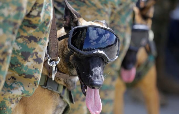 Panamá impulsa la "Operación Chocó", dentro de la "Campaña Escudo" en Darién. Foto: EFE