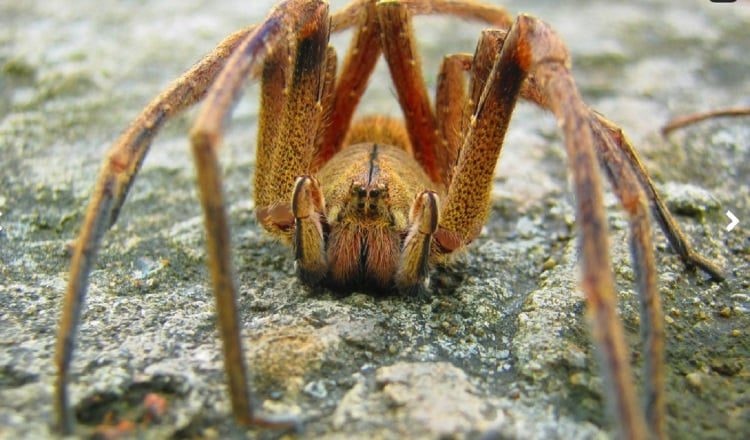 La distribución de la araña bananera, que habita en zonas selváticas tropicales o subtropicales, ha ido en aumento en América Latina. Cortesía
