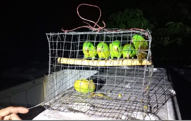 Los pericos se desarrollan libremente en la naturaleza. Foto: Cortesía MiAmbiente