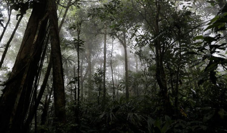 La fauna característica de los bosques es de alrededor de 1 000 especies de aves y 12,000 de árboles. Foto: Cortesía/ MiAmbiente