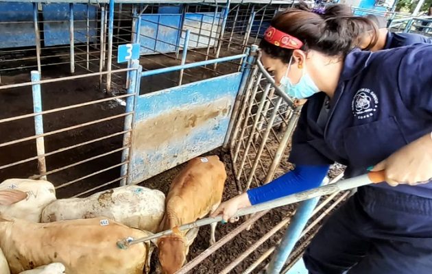 Copeg ha colaborado en las últimas décadas con el manejo del gusano barrenador. Foto: Copeg
