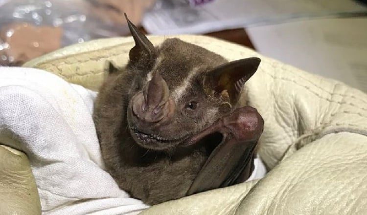 El estudio sobre los murciélagos de la Reserva del Valle Mamoní se publicó en el Acta Zoológica Lilloana. Geoversity